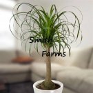 3 Seeds Dwarf Elephant Foot Palm Tree Plant Fresh For Garden 3 Seeds Dwarf Elephant Foot Palm Tree Plant Fresh For Garden
