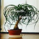 3 Seeds Dwarf Bottle Palm Tree Plant Fresh For Garden 3 Seeds Dwarf Bottle Palm Tree Plant Fresh For Garden