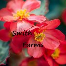 25 Seeds Seeds Red Begonia Flower Plant Begonia Spp Fresh For Garden