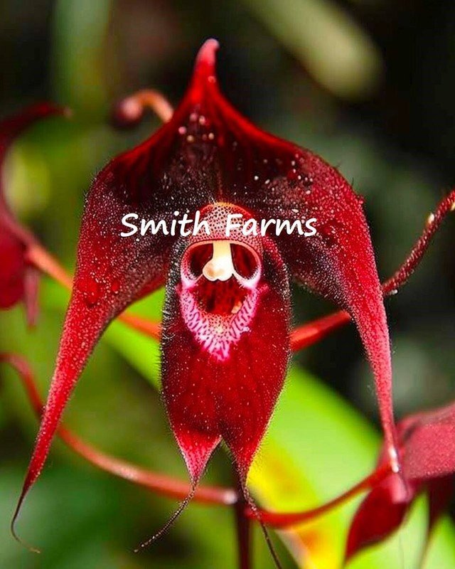 50 Seeds Seeds Red Monkey Face Orchid Flower Plant Dracula Spp Fresh For Garden