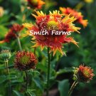 25 Seeds Seeds Blanket Flower Dwarf Goblin Gaillardia Pulchella Fresh For Garden