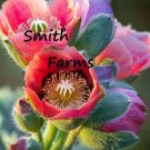 25 Seeds Seeds Poppy Hens & Chicks Flowers Fresh For Garden
