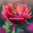 25 Seeds Seeds Pink Poppy Flowers Rose Feathers Papaver Fresh For Garden 25 Seeds Seeds Pink Poppy Flowers Rose Feathers Papaver Fresh For Garden