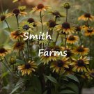 25 Seeds Seeds Blackeyed San Flower Plant Fresh For Garden