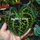 25 Seeds Seeds Begonia Melanobullata Flower Plant Fresh For Garden