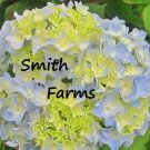 25 Seeds Seeds Sky View Hydrangeas Flower Plant Garden Plants Fresh For Garden