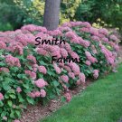 25 Seeds Seeds Pink Hydrangeas Flower Plant Garden Plants Fresh For Garden 25 Seeds Seeds Pink Hydrangeas Flower Plant Garden Plants Fresh For Garden