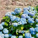25 Seeds Seeds Baby Blue Hydrangeas Flower Plant Garden Plants Fresh For Garden 25 Seeds Seeds Baby Blue Hydrangeas Flower Plant Garden Plants Fresh For Garden