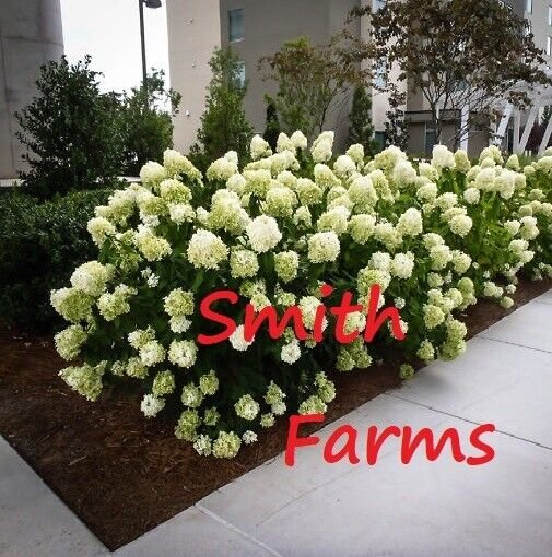 25 Seeds Seeds Fluffy White Hydrangeas Flower Plant Garden Plants Fresh For Garden