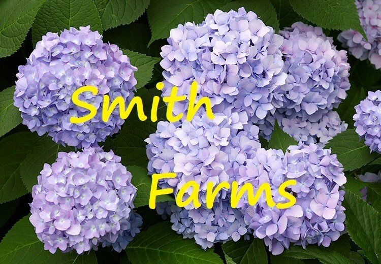 25 Seeds Seeds Light Purple Hydrangeas Flower Plant Garden Plants Fresh For Garden