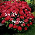 25 Seeds Seeds Ruby Red Hydrangeas Flower Plant Garden Plants Fresh For Garden
