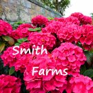 25 Seeds Bright Pink Hydrangeas Flower Plant Garden Plants Fresh For Garden 25 Seeds Bright Pink Hydrangeas Flower Plant Garden Plants Fresh For Garden