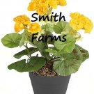 25 Seeds Seeds Yellow Geranium Flowers Fresh For Garden