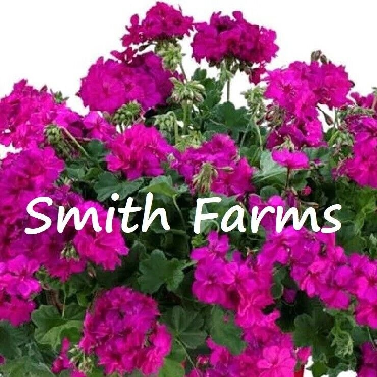 25 Seeds Seeds Calliope Cascade Violet Geranium Flowers Fresh For Garden