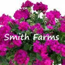 25 Seeds Seeds Calliope Cascade Violet Geranium Flowers Fresh For Garden