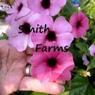 25 Seeds Seeds Purple Blackeyed San Flowers Vine Thunbergia Fresh For Garden
