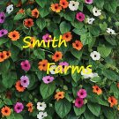 25 Seeds Seeds Mixed Blackeyed San Flowers Vine Thunbergia Fresh For Garden