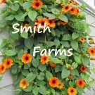 25 Seeds Seeds Orange Blackeyed San Flowers Vine Thunbergia Fresh For Garden