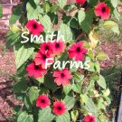 25 Seeds Seeds Red Blackeyed San Flowers Vine Thunbergia Fresh For Garden 25 Seeds Seeds Red Blackeyed San Flowers Vine Thunbergia Fresh For Garden