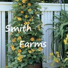 25 Seeds Seeds Yellow Blackeyed San Flowers Vine Thunbergia Fresh For Garden