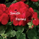 25 Seeds Seeds Red Scarlet Geranium Flowers Fresh For Garden
