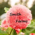 50 Seeds Seeds Pink Teddy Bear Sunflowers Planting Sun Flowers Fresh For Garden 50 Seeds Seeds Pink Teddy Bear Sunflowers Planting Sun Flowers Fresh For Garden