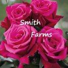 25 Seeds Seeds Fuchsia Pink Rose Flowers Bh Shrub Rosa Fresh For Garden