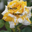 25 Seeds Seeds Sunburst Splendor Rose Flowers Rosa Fresh For Garden 25 Seeds Seeds Sunburst Splendor Rose Flowers Rosa Fresh For Garden