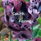 25 Seeds Seeds Black Magic Rose Flowers Rosa Fresh For Garden 25 Seeds Seeds Black Magic Rose Flowers Rosa Fresh For Garden