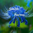 25 Seeds Seeds Blue Flummox Flower Plant Fresh For Garden 25 Seeds Seeds Blue Flummox Flower Plant Fresh For Garden