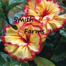 25 Seeds Seeds Sunset Hibisc Flower Hibisc Rosasinensis Sunset Glow Fresh For Garden