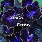 25 Seeds Seeds Purple Violet Begonia Flower Plant Begonia Spp Fresh For Garden 25 Seeds Seeds Purple Violet Begonia Flower Plant Begonia Spp Fresh For Garden