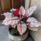 25 Seeds Seeds Caladium Fiesta Plant Flowers White Red Pink Fresh For Garden 25 Seeds Seeds Caladium Fiesta Plant Flowers White Red Pink Fresh For Garden