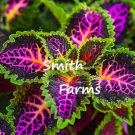 25 Seeds Rekwiat Cole Rainbow Flowers Solenostemon Scutellarioides Fresh For Garden