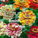 50 Seeds Zinnia Candy Stripe Mixed Flowers Fresh For Garden 50 Seeds Zinnia Candy Stripe Mixed Flowers Fresh For Garden