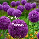 25 Seeds Purple Allium Giganteum Flowers Fresh For Garden