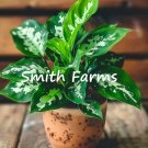 10 Seeds Chinese Evergreen Tricolor Plant Aglaonema Fresh For Garden 10 Seeds Chinese Evergreen Tricolor Plant Aglaonema Fresh For Garden