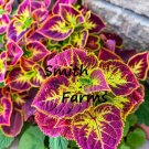 25 Seeds Red Pink Cole Flower Plant Plectranth Scutellarioides Fresh For Garden 25 Seeds Red Pink Cole Flower Plant Plectranth Scutellarioides Fresh For Garden