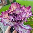 25 Seeds Purple Ornamental Kale Flower Plant Brassica Oleracea Fresh For Garden