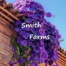 25 Seeds Purple Velvet Plant Flowers Gynura Aurantiaca Fresh For Garden