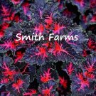 25 Seeds Cole Black Dragon Lulu Flower Plant Fresh For Garden 25 Seeds Cole Black Dragon Lulu Flower Plant Fresh For Garden
