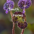 25 Seeds Purple Phacelia Flowers Plant Phacelia Spp Fresh For Garden
