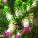 25 Seeds Darwinia Meeboldibell Flowers Cranbrook Bell Fresh For Garden