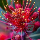 25 Seeds Red Grevillea Flowers Plant Fresh For Garden