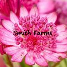 25 Seeds Pink Cerise Button Astrantia Flower Bright Large Head Blooms Gardening Fresh For Garden