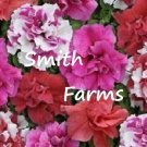 50 Seeds Double Pink Red & White Mix Petunia Flowers Garden Planting Perennial Fresh For Garden