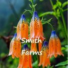 25 Seeds Blue Orange Tibetan Bell Flowers Fresh For Garden