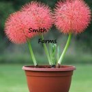 25 Seeds Red Scadox Flower Blood Lily Beautiful Colorful Blooms Fresh For Garden