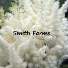 25 Seeds White Astilbe Flower Shade Loving Perennial Deer Resistant Fresh For Garden