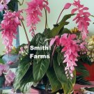 25 Seeds Pink Medinilla Magnifica Flower Fresh For Garden